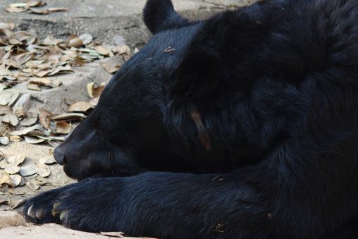 お昼寝ニホンツキノワグマ – Japanese Black Bear