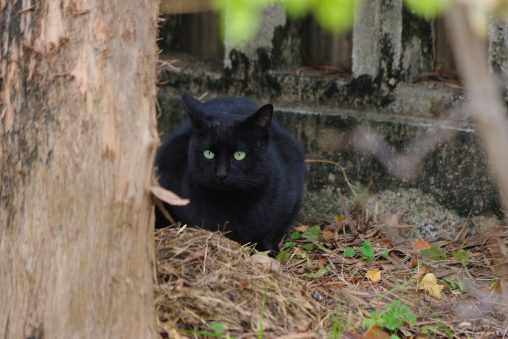 微妙にこっち見てない黒猫 – A Black Cat isn’t watching me.