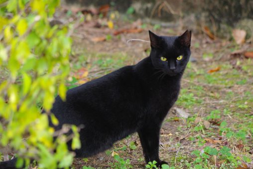 伸びた黒猫 – Stretched cat