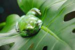 イエアメガエル – White’s tree frog