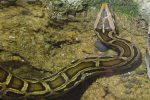 インドニシキヘビ – Indian python