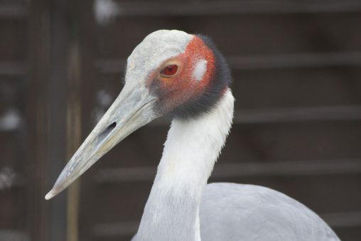 オオヅル – Sarus crane