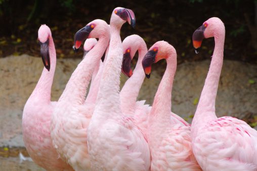 コフラミンゴ – Lesser Flamingo