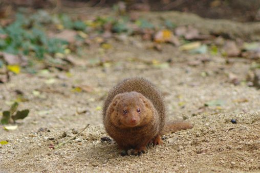 コビトマングース – Common dwarf mongoose