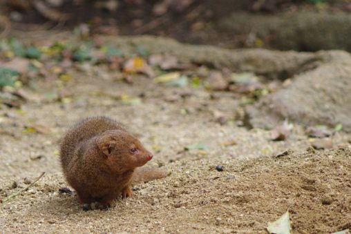 コビトマングース – Common dwarf mongoose