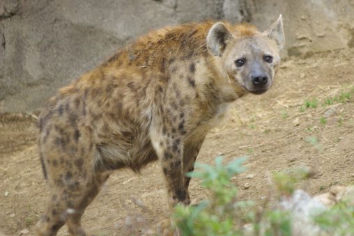 ブチハイエナ – Laughing hyena
