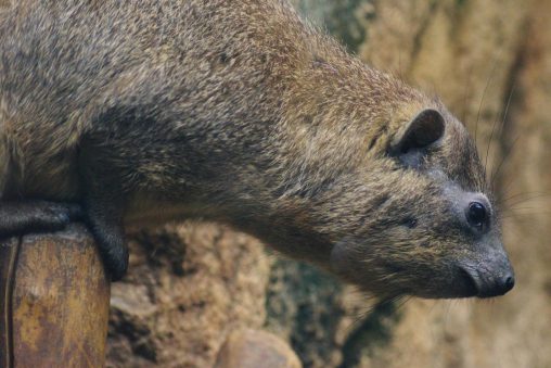 ケープハイラックス – Cape hyrax