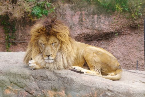 ライオン – Lion