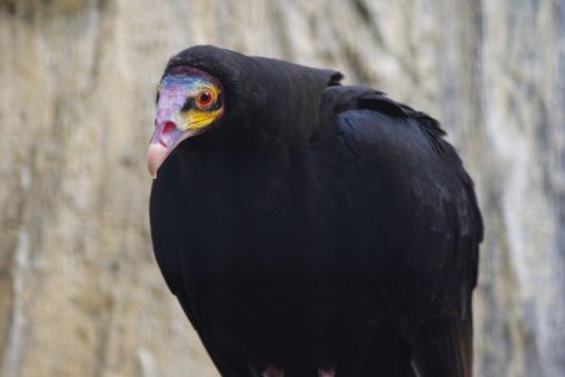 キガシラコンドル – Lesser Yellow-headed Vulture