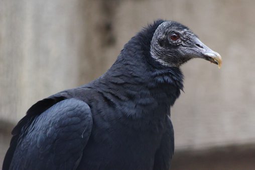 クロコンドル – Black Vulture