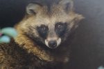 ホンドタヌキ – Japanese Raccoon Dog