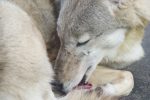 チュウゴクオオカミ – Chinese Wolf