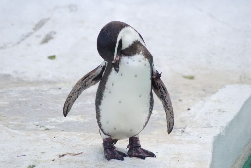 胸が気になるフンボルトペンギン – Humboldt Penguin