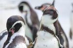 回転フンボルトペンギン – Humboldt Penguin