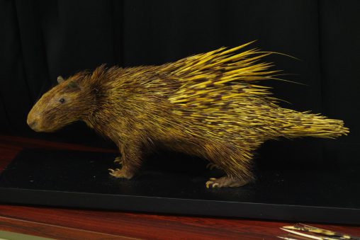 インドタテガミヤマアラシ（剥製） – Indian crested porcupine