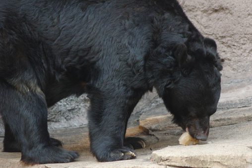 ニホンツキノワグマ – Japanese Black Bear