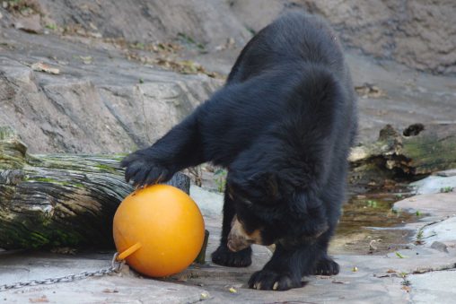 ボールで遊ぶツキノワグマ – Japanese Black Bear