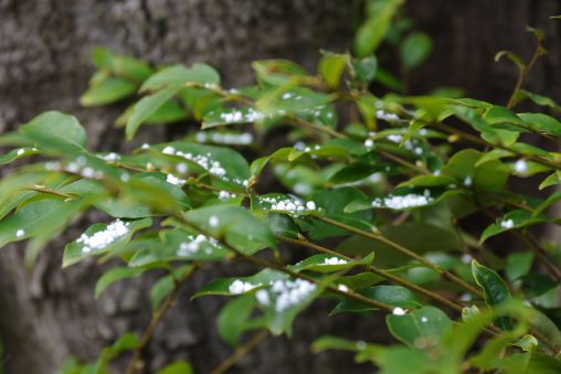 葉と雪 – Leaf and Snow