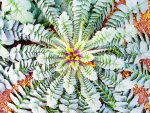 大根の葉 – Radish leaf