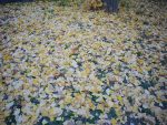 イチョウの絨毯 – Fallen leaves