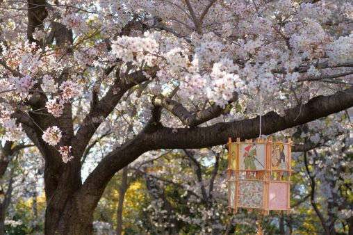 花に行灯 – Sakura with lantern
