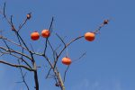 柿 – Japanese persimmon