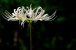 白の彼岸花 – White spider lily