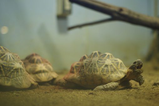 インドホシガメ – Indian starred tortoise