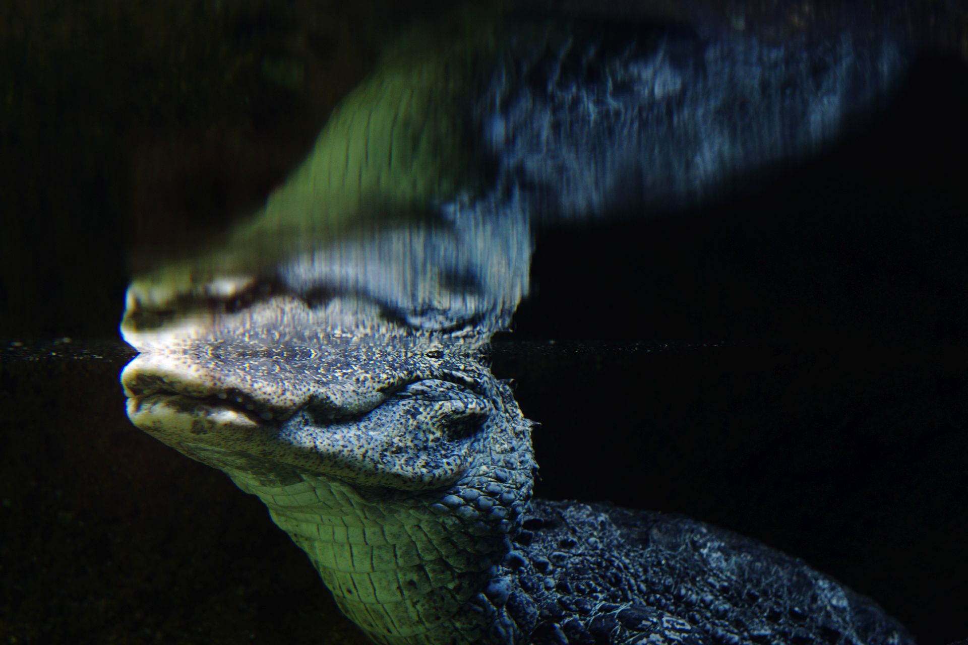 水中のヨウスコウワニ Chinese Alligator Mubouan S Photopool