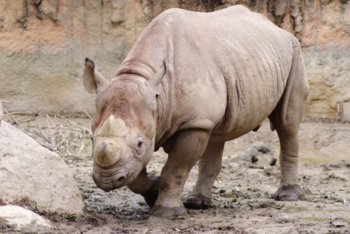 クロサイ – Black rhinoceros