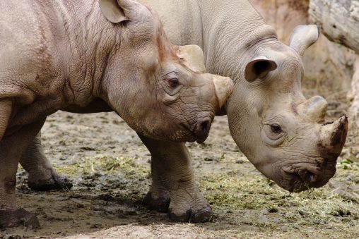 顔を寄せ合うクロサイ – Black rhinoceros