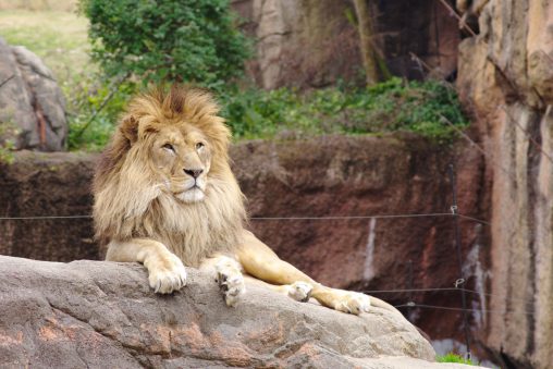 くつろぎライオン – Lion