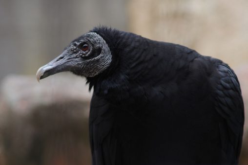 クロコンドル – Black vulture