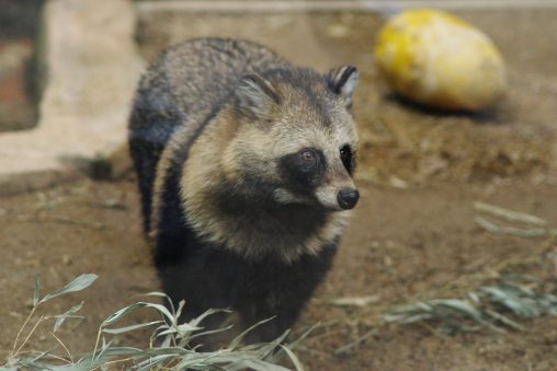 ホンドタヌキ – Japanese Raccoon Dog