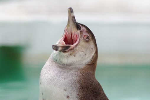 フンボルトペンギンの叫び – Humboldt penguin