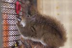 水飲みニホンリス – Japanese squirrel
