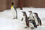 何だ？ – King Penguin and Humboldt Penguins