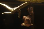 エジプトルーセットオオコウモリ – Egyptian fruit bat