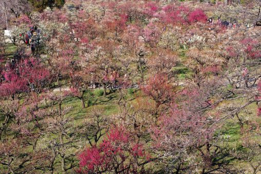 大阪城公園梅園 – Plum garden of Osaka Castle