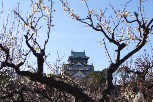 梅と大阪城 – Plum and Osaka Castle Main tower