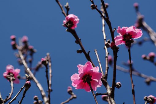 桃花 – Peach blossom