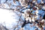 逆光桜 – Sakura