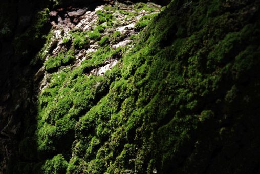 苔を照らす – Lighted moss