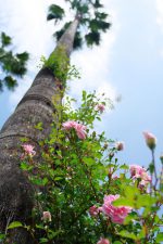 椰子と薔薇 – Rose and Palm tree