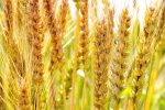 黄金の麦 – Wheat gold