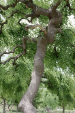 ねじれ – Twisted tree