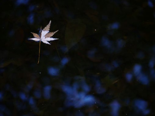 落ち紅葉 – Fallen maple leaf