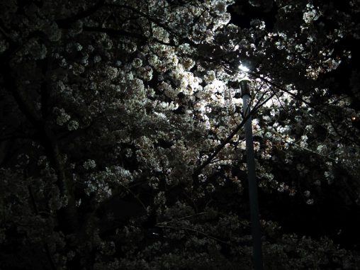 照らす – Lighten Sakura