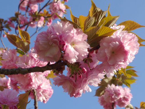 八重桜 – Double-flowered