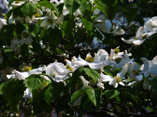 ハナミズキ – Flowering dogwood